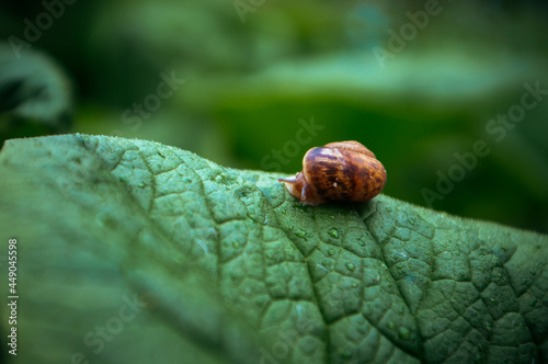 Garden Snail 