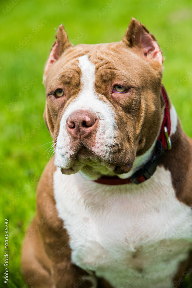 Chocolate color American Bully puppy dog is on green grass