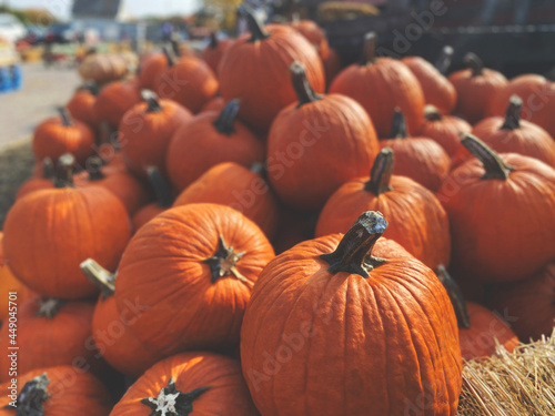Pile of Pumpkins at Pumpkin Patch, Fall Harvest Background for Halloween and Thanksgiving Holidays