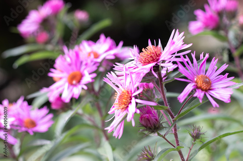 butterfly on flower