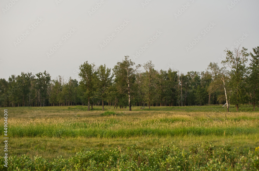 Fototapeta premium Elk Island National Park on a Smoky Summer Evening