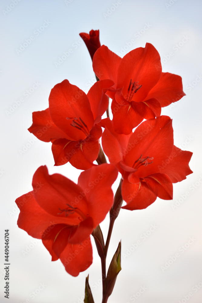 Light pink gladioli on a bush in summe Light pink gladioli on a bush in summe