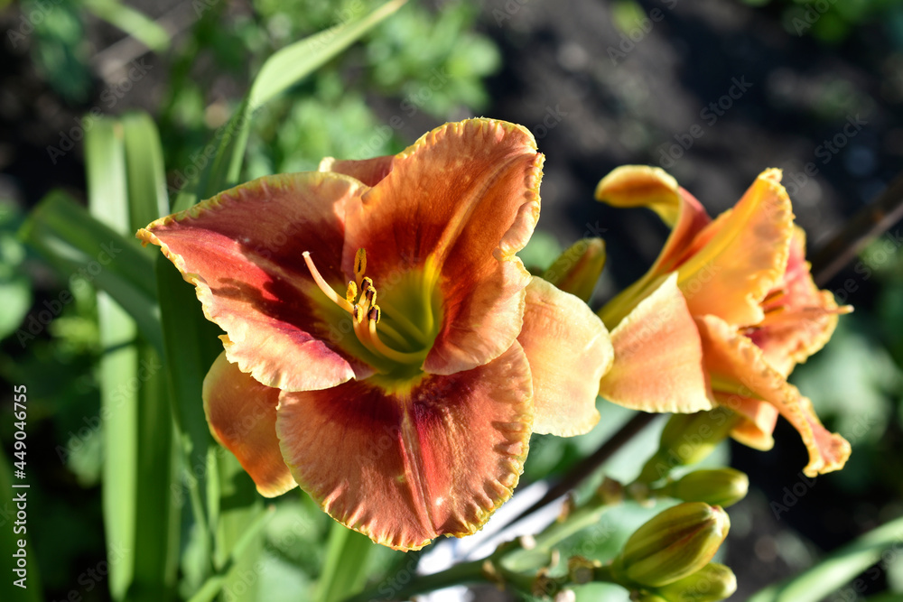 Red and yellow daylily in the garden during the day Red and yellow daylily in the garden during the day