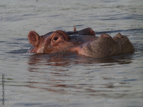 Closeup side on portrait of Hippopotamus (Hippopotamus amphibius) heads floating in water looking straight at camera Lake Awassa, Ethiopia