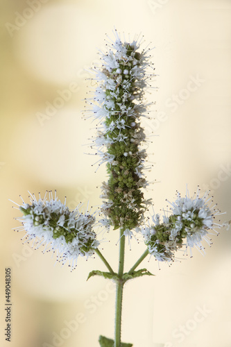 Mentha suaveolens Round-Leaved Mint aromatic plant with spikes of white florets with purple stamens on a yellowish background