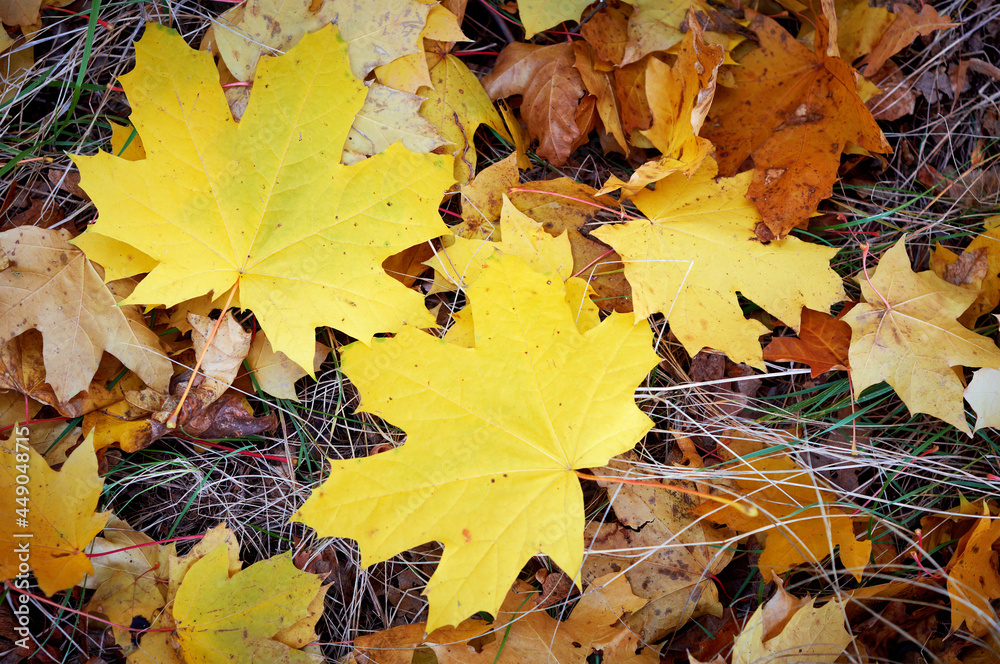 Colourful background of autumn maple tree leaves background close up. Yellow maple leaves autumn background