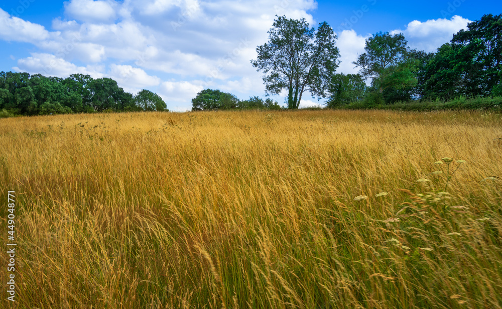 field of wheat