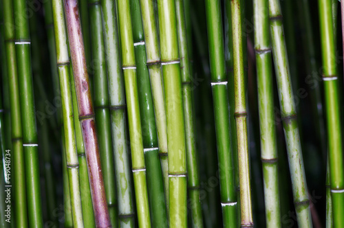 Fototapeta Naklejka Na Ścianę i Meble -  Bamboo forest green background - Japan nature.