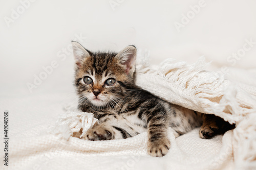 Cute tabby kitten sleep on white soft blanket. Cats rest on bed. pets at cozy home. Tabby kitten laying on blanket. 