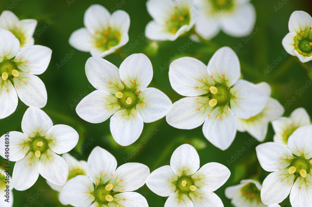 Obraz premium White flowers as a background. Background for postcards. Spring background. Spring. Natural Easter floral image with copy space.