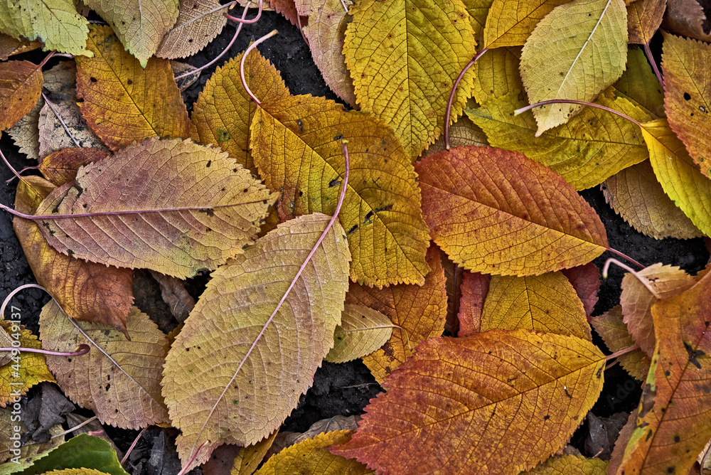 Fallen leaves background. Outdoor. Colourful background image of fallen autumn leaves. Copy space. Fallen leaves background. Outdoor. Colourful background image of fallen autumn leaves. Copy space.