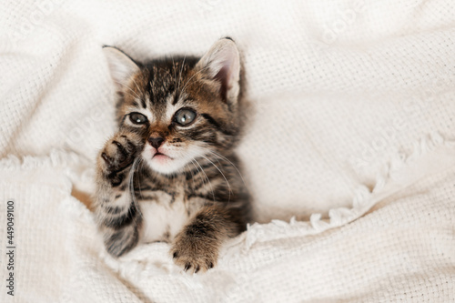Cute tabby kitten sleep on white soft blanket. Cats rest on bed. pets at cozy home. Tabby kitten laying on blanket. 