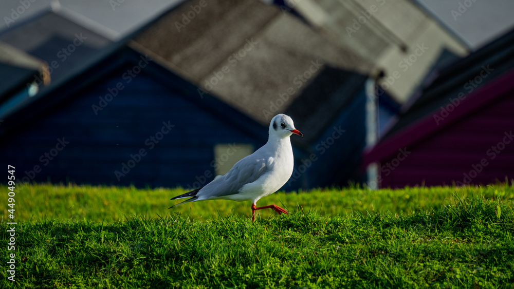 Bird on grass Bird on grass