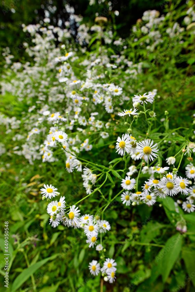Annual fleabane, daisy fleabane // Feinstrahl, Einjähriges Berufkraut (Erigeron annuus)