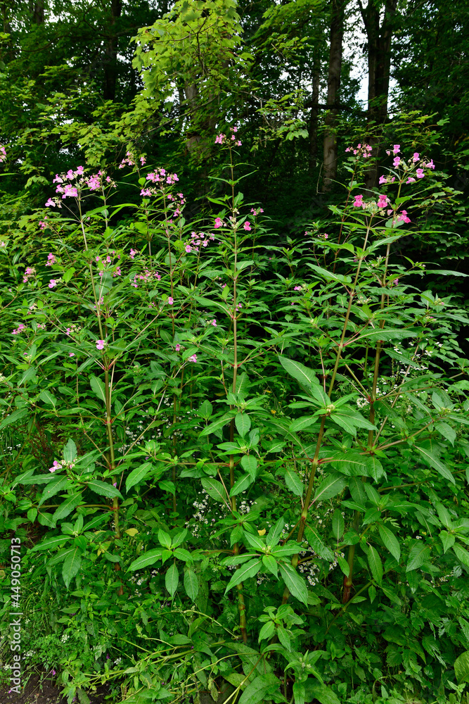 Policeman's helmet // Drüsiges Springkraut (Impatiens glandulifera) Policeman's helmet // Drüsiges Springkraut (Impatiens glandulifera)