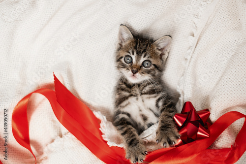 Cute striped kitten lying white blanket on bed. Looking at camera. kitten lies on a white blanket with a red ribbon and a gift bow. The concept of a gift, holiday, Saint Valentine's Day. 
