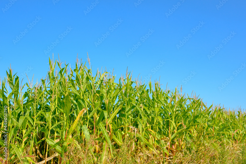 Corn field, Overijssel, Province, The Netherlands Corn field, Overijssel, Province, The Netherlands