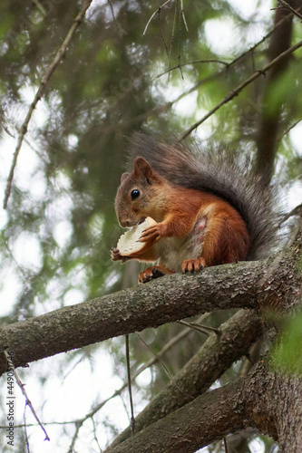 squirrel on a tree © Антон Ульянов