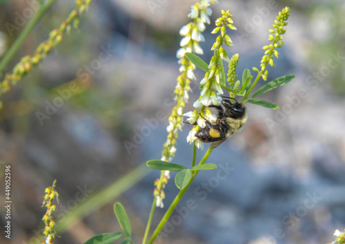 Macro of bumble bee collecting nectar from white Hooded Ladies' Tresses (Spiranthes Romanzoffianna) in sunlight  photo