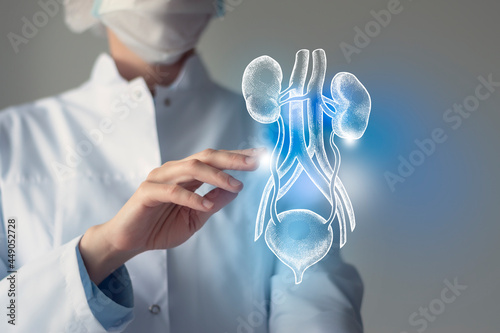 Unrecognizable doctor caring highlighted blue handrawn  Bladder and Kidneys. Medical illustration, template, science mockup. photo