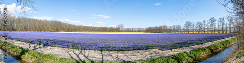 Panoramic photo of a huge field of purple hyacinths with yellow daffodils in the background on the bulb fields around Lisse