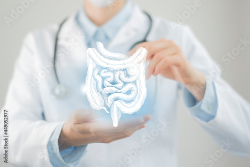 Unrecognizable doctor holding highlighted handrawn Intestine in hands. Medical illustration, template, science mockup. photo