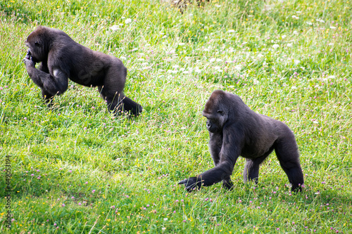 Gorilas, Cabárceno, parque de la naturaleza photo