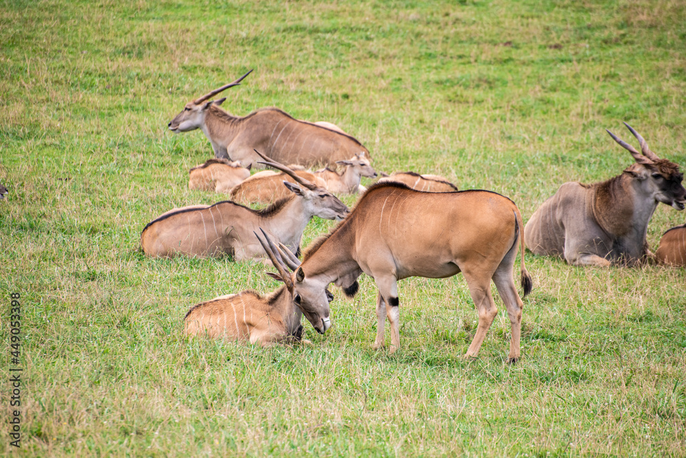Fototapeta premium Impalas en cabárceno parque de la naturaleza