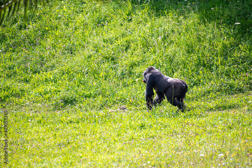 Gorilas, Cabárceno, parque de la naturaleza photo