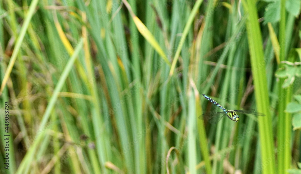 Eine wunderschöne Mosaikjungfer Libelle in den Farben Blau und Grün Eine wunderschöne Mosaikjungfer Libelle in den Farben Blau und Grün