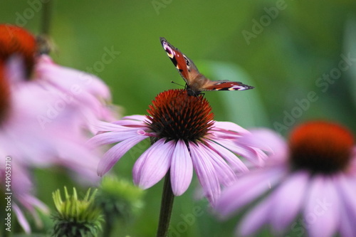 Hübscher Schmetterling Tagpfauenauge (Inachis io) auf einer Echinacea (Sonnenhut) Blue
