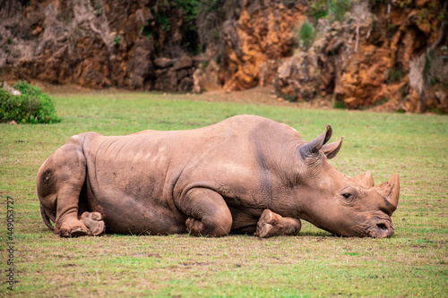 rinoceronte africano  tanque  macho  agresivo  cuerno