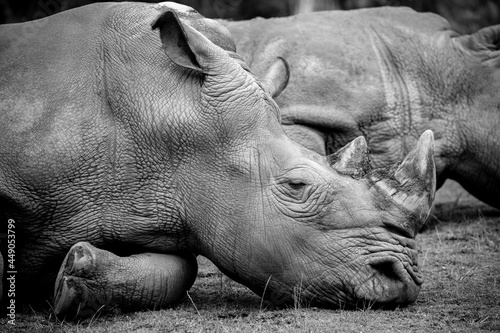 rinoceronte africano, tanque, macho, agresivo, cuerno photo