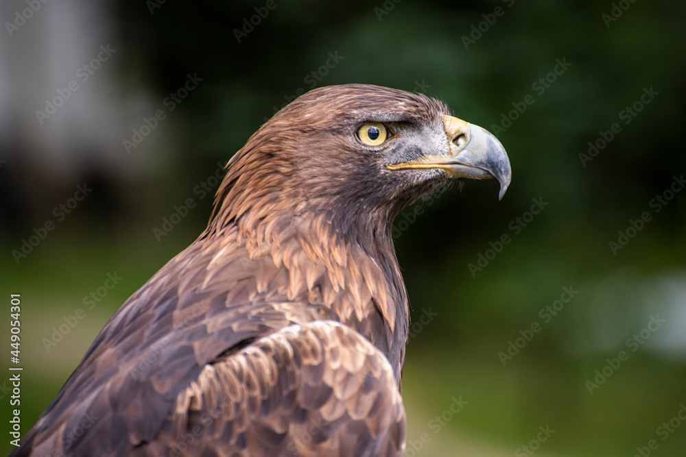 Rapaces, diurnas y nocturnas, garras, búho, águila Rapaces, diurnas y nocturnas, garras, búho, águila