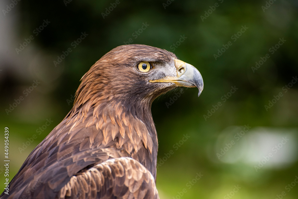 Rapaces, diurnas y nocturnas, garras, búho, águila Rapaces, diurnas y nocturnas, garras, búho, águila