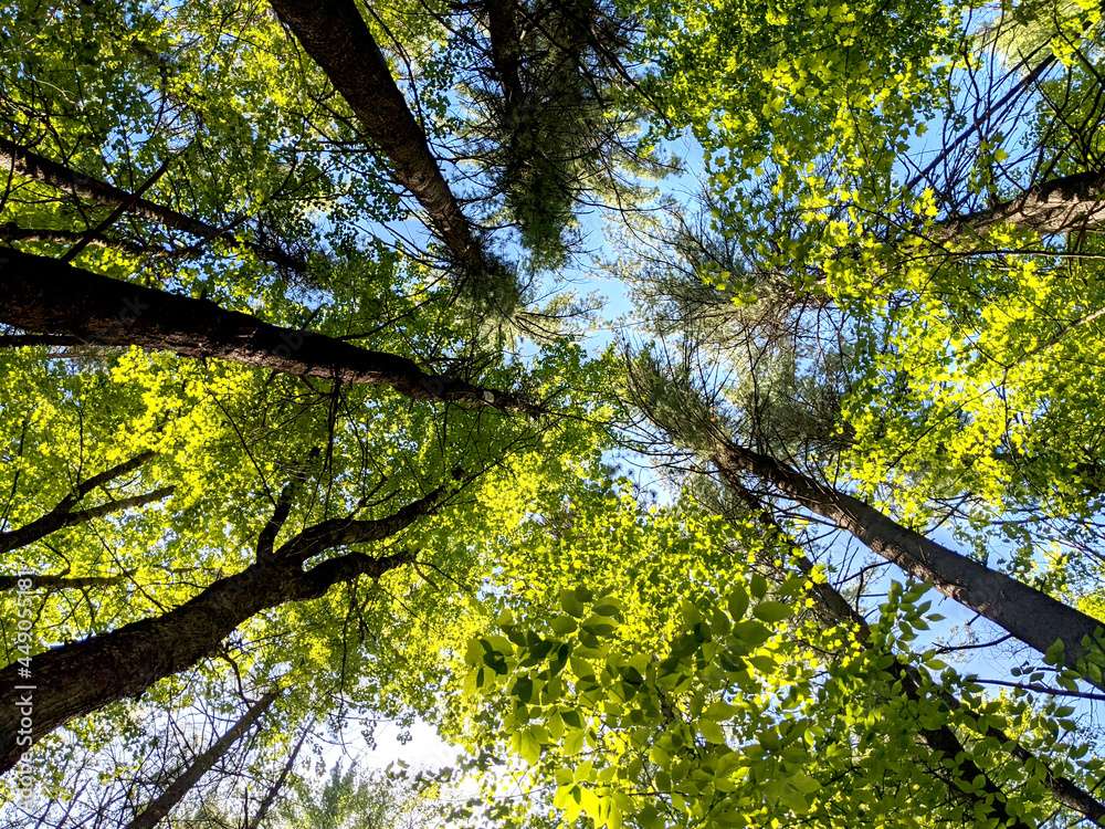 Obraz premium leaves against blue sky