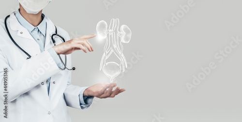 Unrecognizable doctor holding highlighted handrawn Bladder and Kidneys in hands. Medical illustration, template, science mockup. photo