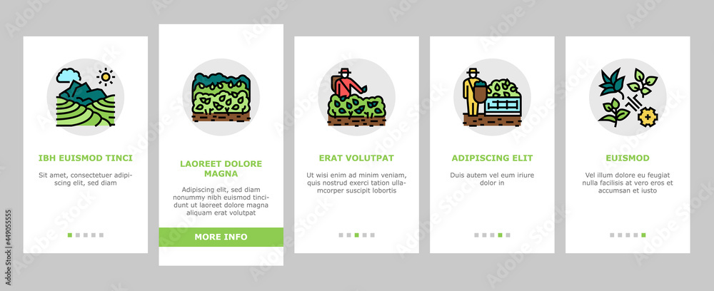 Tea Drink Production Onboarding Mobile App Page Screen Vector. Growth Of Tea On Plantation And Harvesting, Cultivation And Sorting, Flavoring And Packaging Illustrations