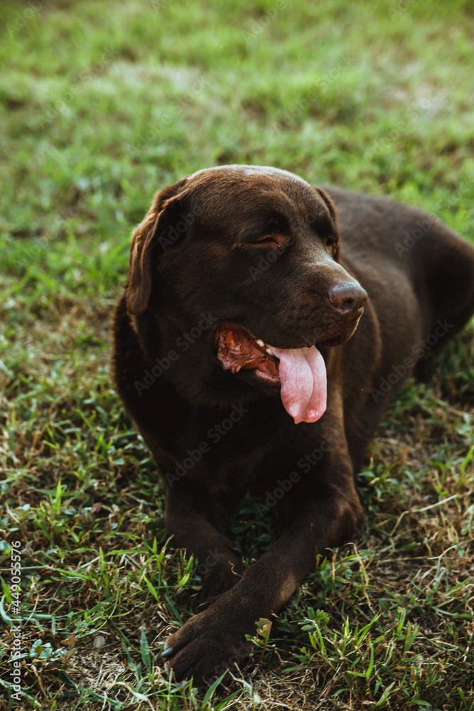 A brown Labrador is lying on the green grass.Summer walk in the park. Loyalty and loyalty.
