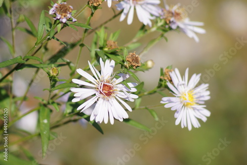 flowers i