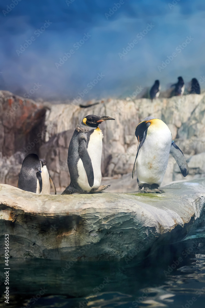 King penguin (Aptenodytes patagonicus) with orange beak and yellow spots on the neck standing on a ledge of ice with more penguins nearby and one of them cleaning its plumage