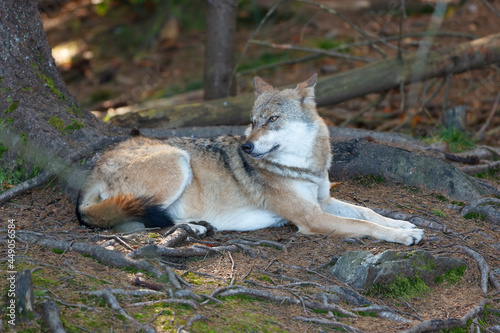 Wolf resting in the forest