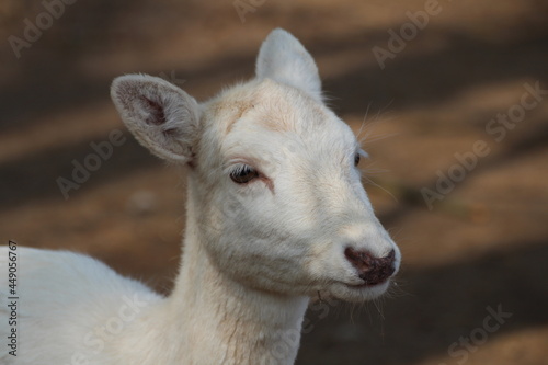 Albino Reh