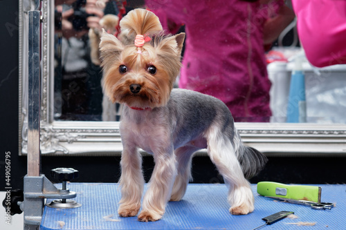 A Yorsh Terrier dog on a grooming table in an animal beauty salon