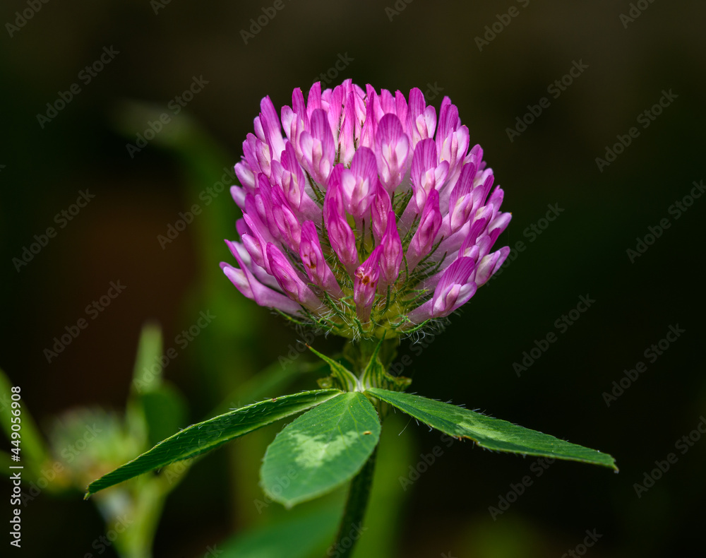 detail on flower and leaf of red clover (Trifolium pratense) detail on flower and leaf of red clover (Trifolium pratense)