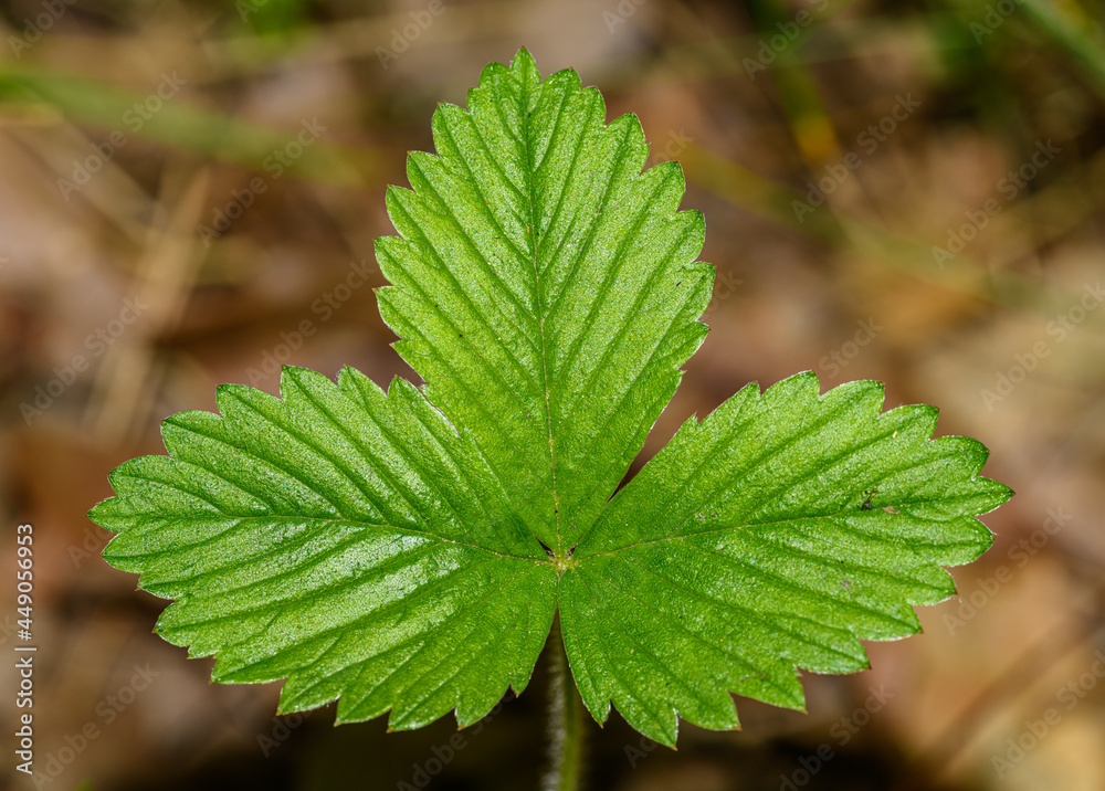 single leaf of wild, woodland, Alpine, strawberry, or European strawberry, or fraisier des bois (Fragaria vesca) in detail single leaf of wild, woodland, Alpine, strawberry, or European strawberry, or fraisier des bois (Fragaria vesca) in detail