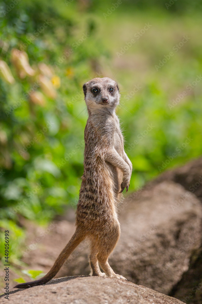 Fototapeta premium meerkat on guard
