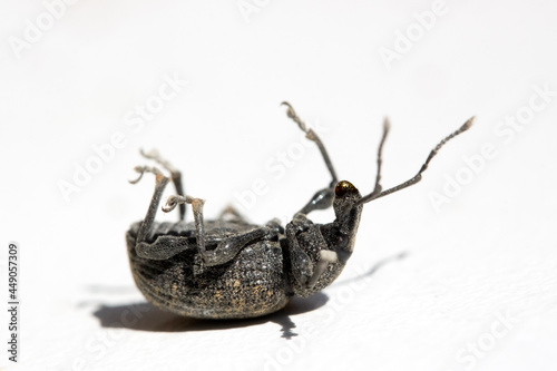 The ground beetle - cychrus caraboides is turned on his back with legs up on a white board. photo