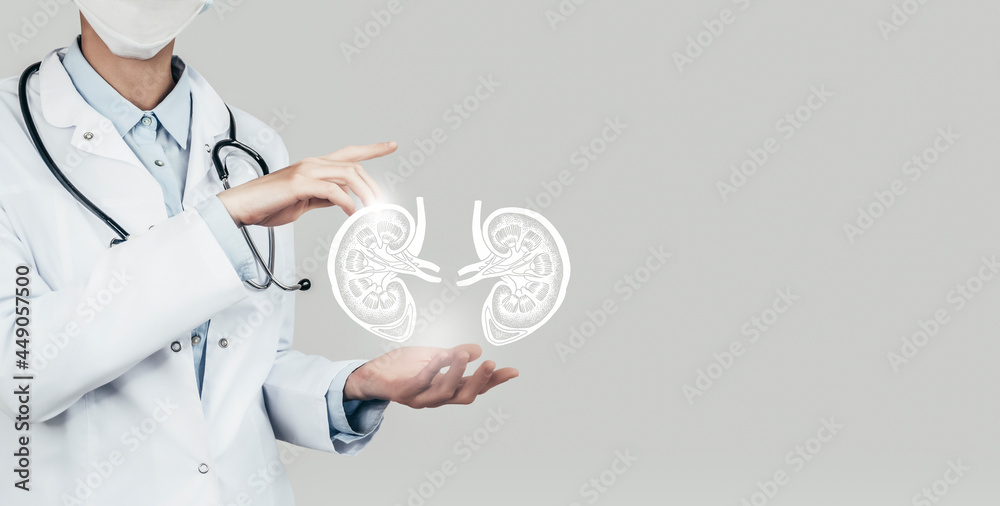 Unrecognizable doctor holding highlighted handrawn Kidneys in hands. Medical illustration, template, science mockup. Unrecognizable doctor holding highlighted handrawn Kidneys in hands. Medical illustration, template, science mockup.
