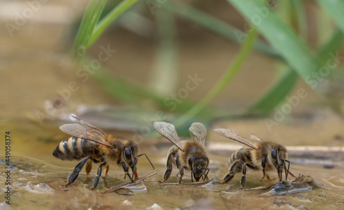 honey bees, Apis mellifera close up drinking water from a